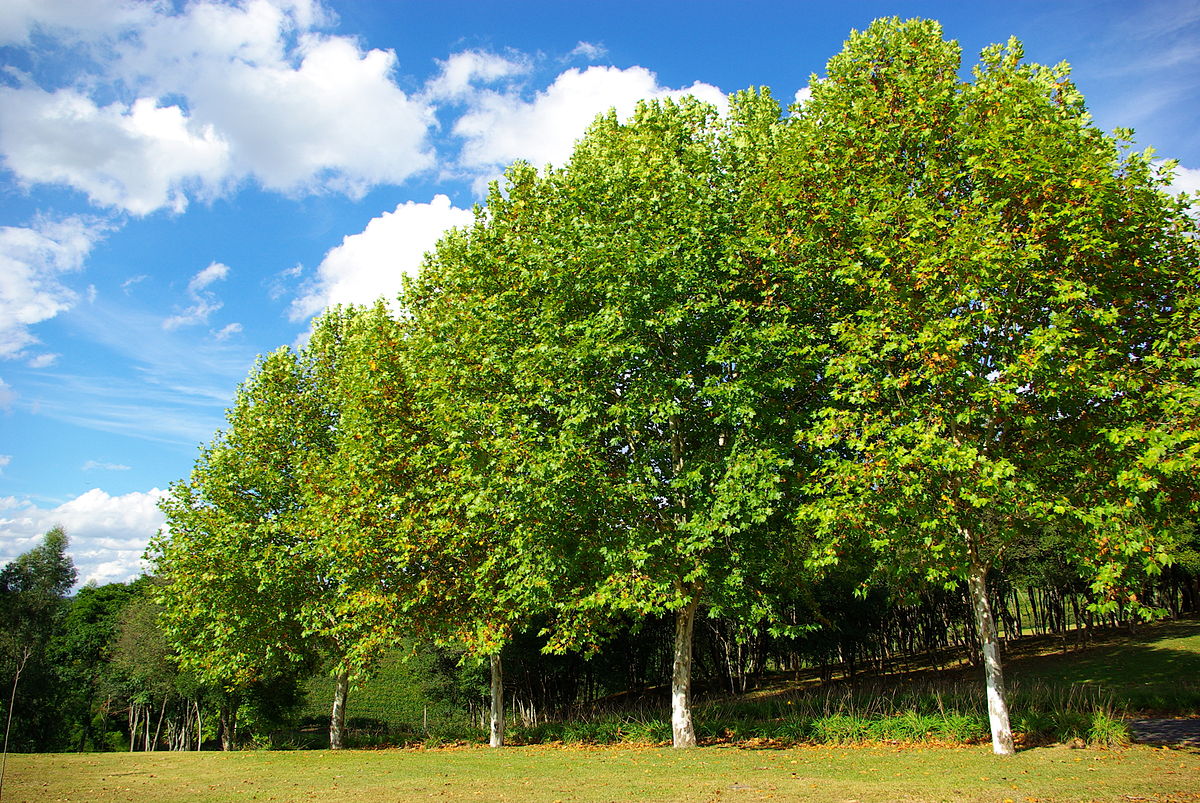 Более 5000 деревьев будут высажены в Зеленоградском городском округе в 2019 году