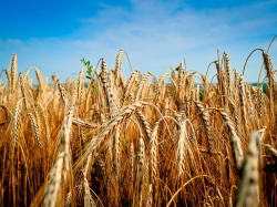 Сельхозтоваропроизводителей области приглашают на форум «Зерно России - 2024»