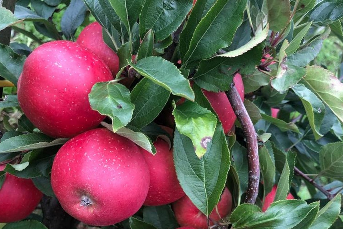 Богатый урожай яблок у «Богатого сада»