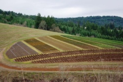 В 2024 году зеленоградские растениеводы запланировали засеять более 9 тыс. гектаров полей