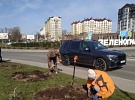«Озеленитель» высадил 560 кустов роз в Зеленоградске