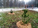 В городском парке Зеленоградска высадили 17 хвойников
