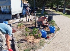 На площади «Роза ветров» в Зеленоградске высаживают барбарис и шиповник